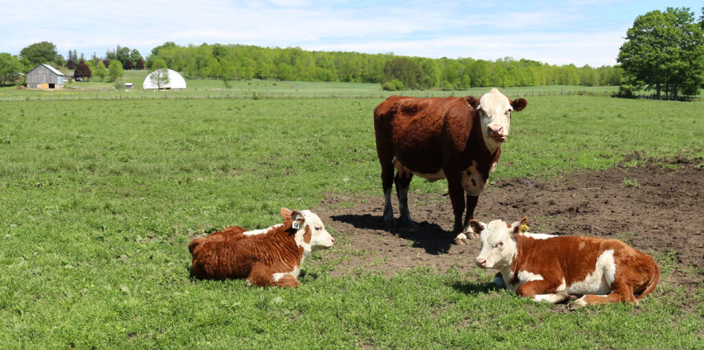 Image of cows grazing
